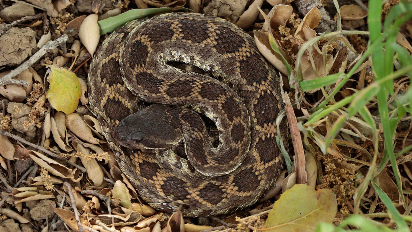 Malibu Creek State Park