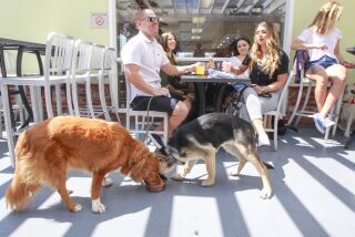 Kiké, a Toller Retriever (left) and Rosie, a German Shepard (right) enjoy the Blue Buffalo Kibble dish (bone broth gravy with rice) at The Compass Cafe in Carlsbad Village on September 3, 2019 in Carlsbad, California.