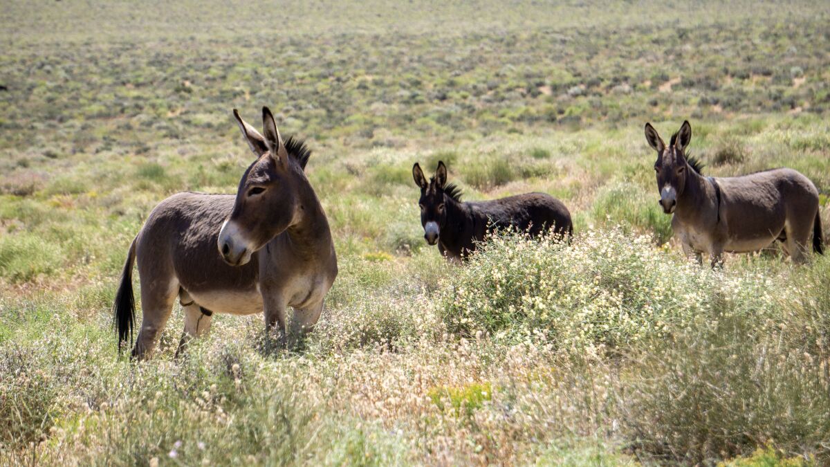 Three wild donkeys stand in a field in Death Valley National Park.