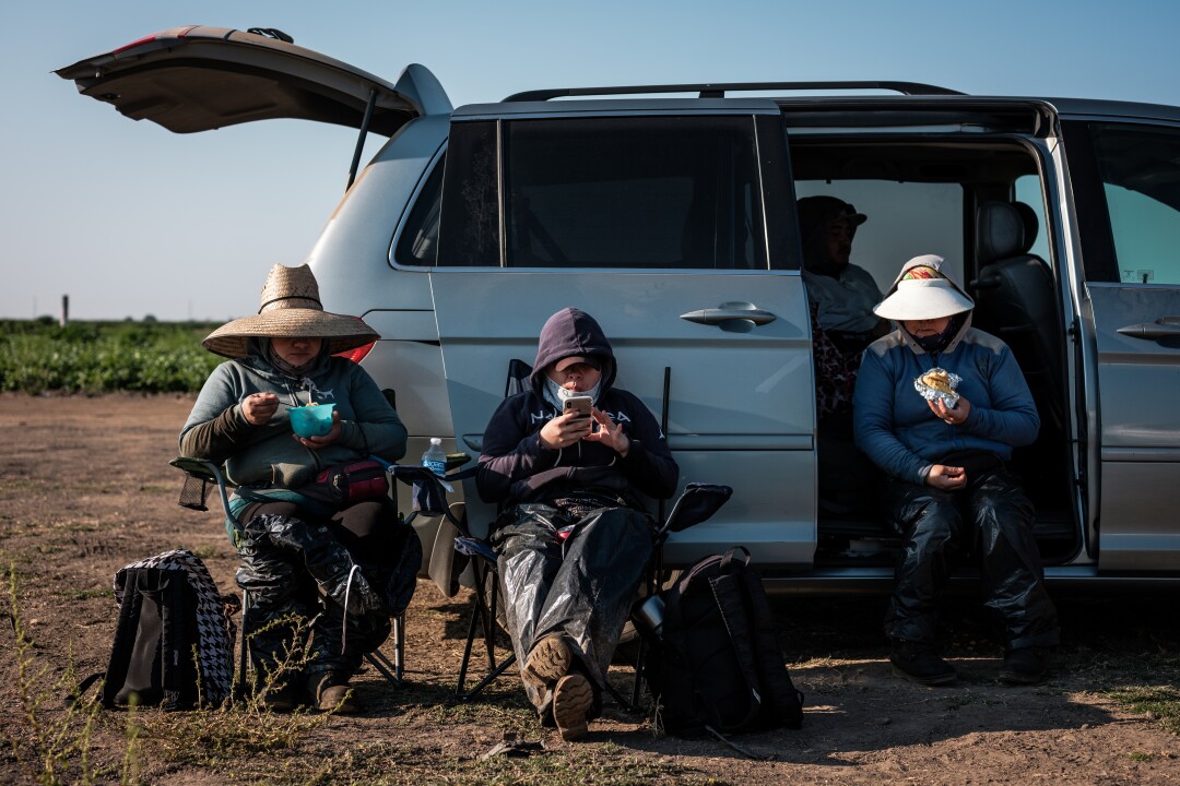 Farmworkers take a break to eat breakfast while weeding a tomato field in French Camp