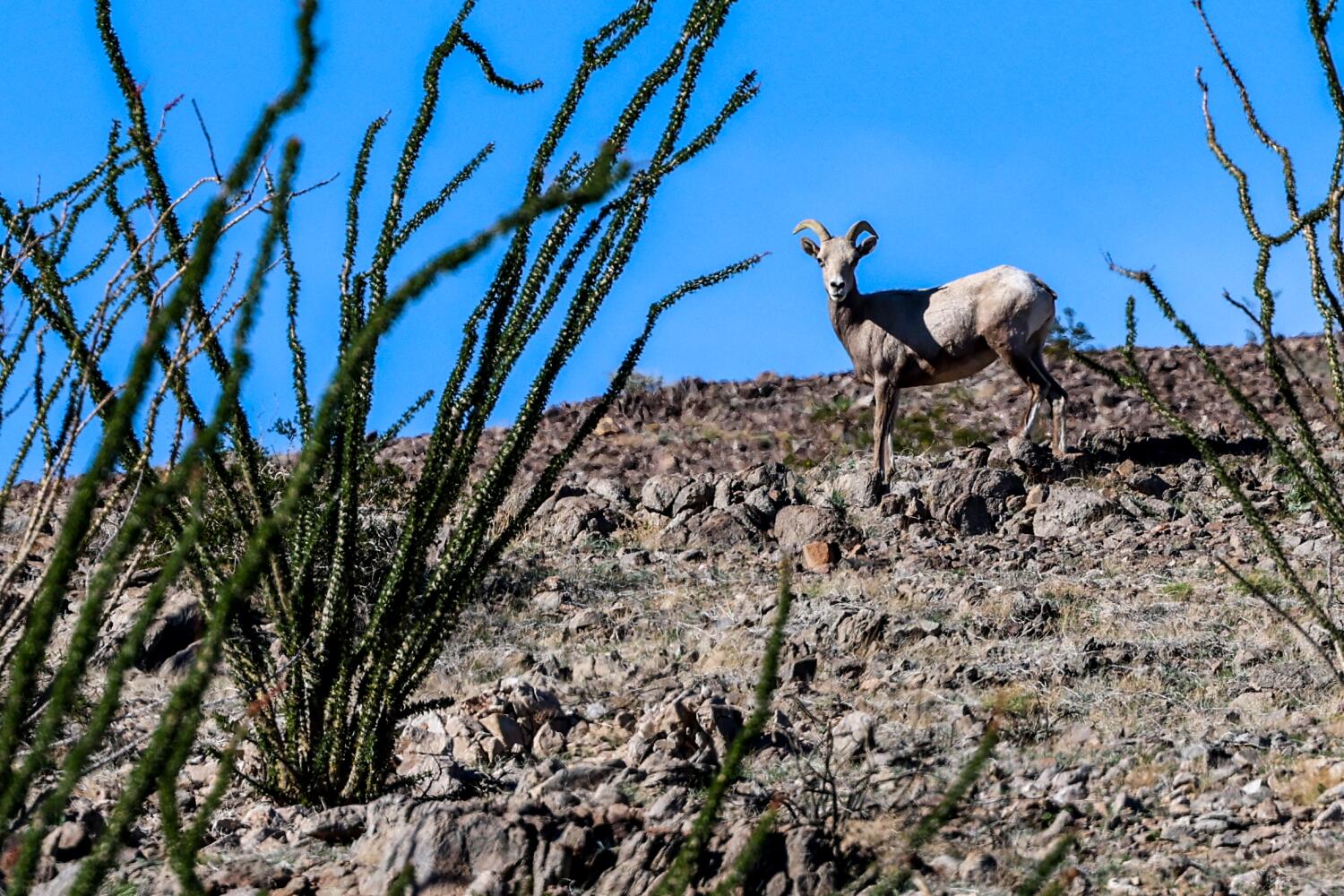 Rare sheep are U.S.-Mexico border crossers, but they’re hitting a sharp new obstacle Rare sheep are U.S.-Mexico border crossers, but they’re hitting a sharp new obstacle