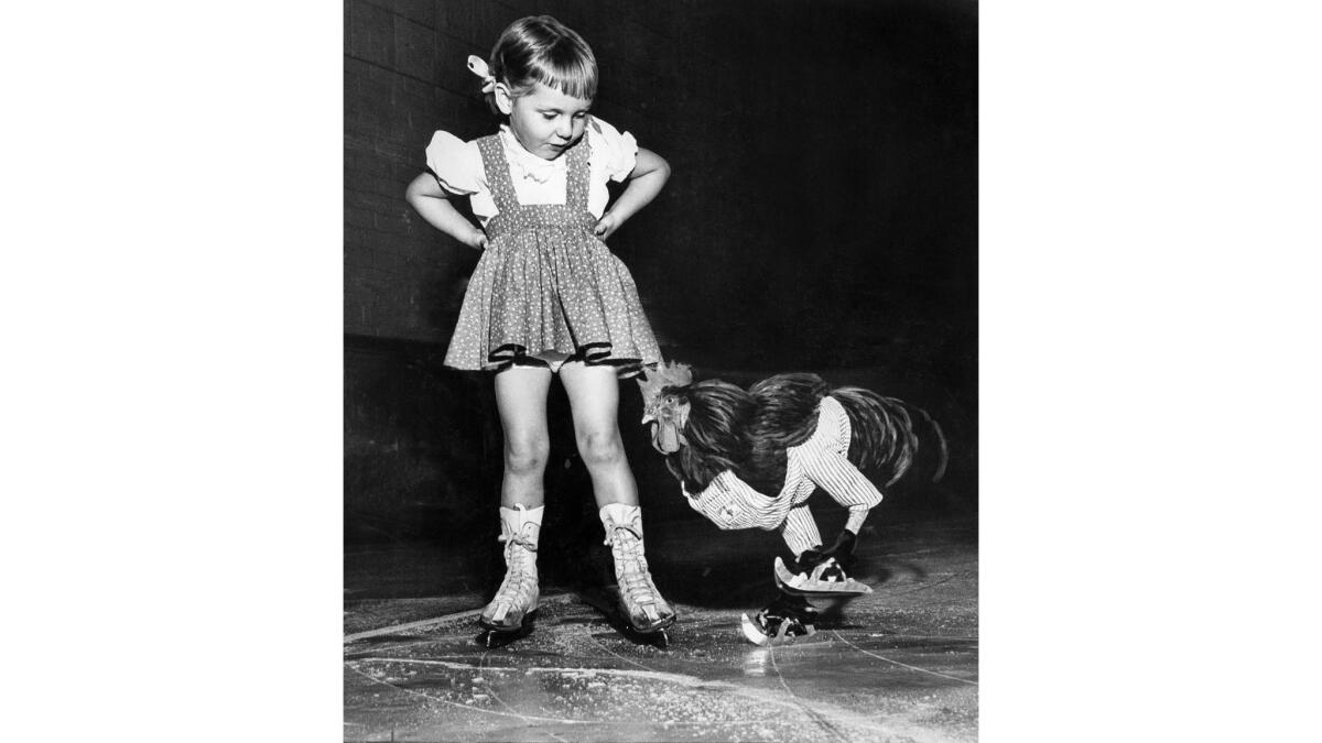 Oct. 12, 1952: Buster, a rooster, ice skates as Cathy Henderson of San Marino watches at the Pasadena Winter Gardens ice rink. Buster is owned by Billy Lehr.