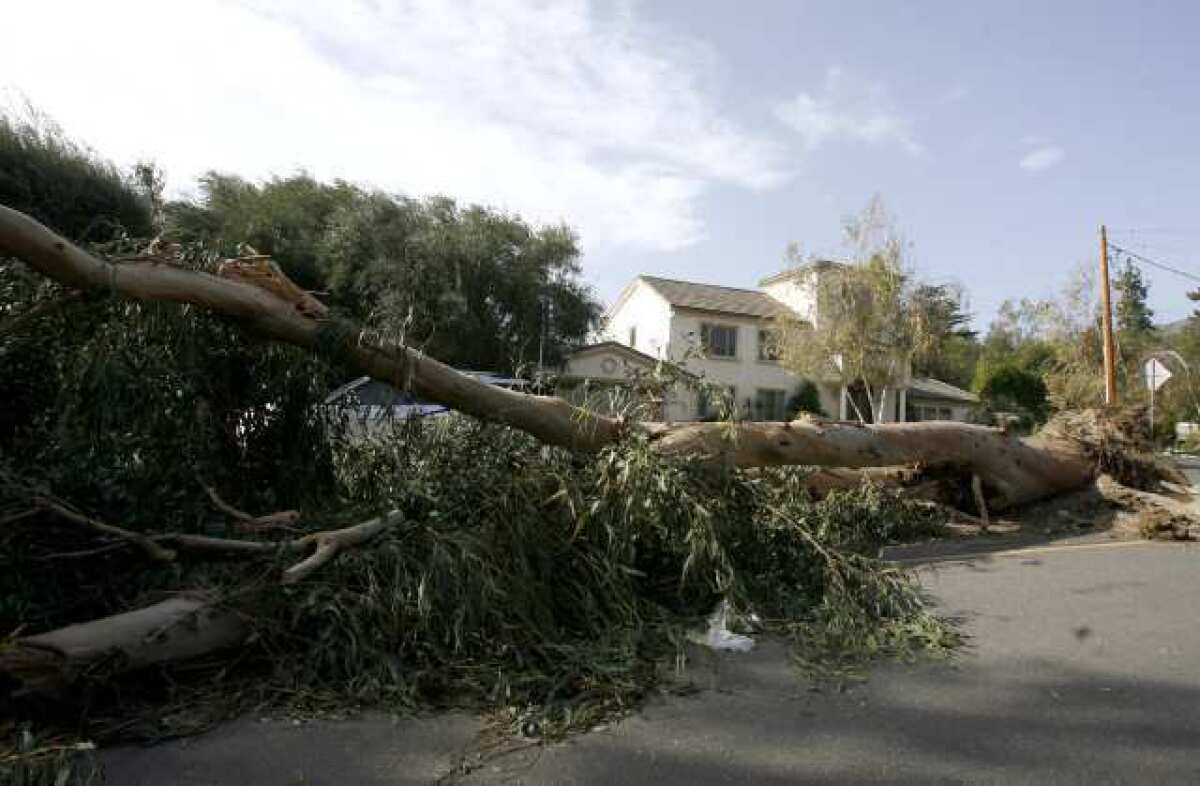 A fallen tree on the 4900 block of Gould in La Canada Flintridge, one of thousands to fall in the region after a strong windstorm on Nov. 30 and Dec. 1, 2011.