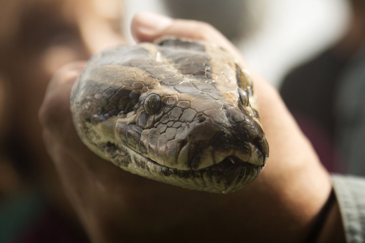 Burmese pythons like this one are responsible for the rapid decline of native mammals in the Florida Everglades National Park.