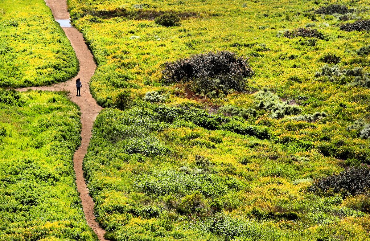 Un randonneur se promène au milieu des fleurs en fleurs le 29 mars à Rancho Palos Verdes.