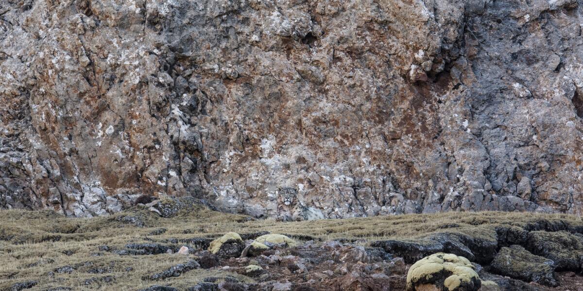 A snow leopard blends into a wall of rocks behind it.