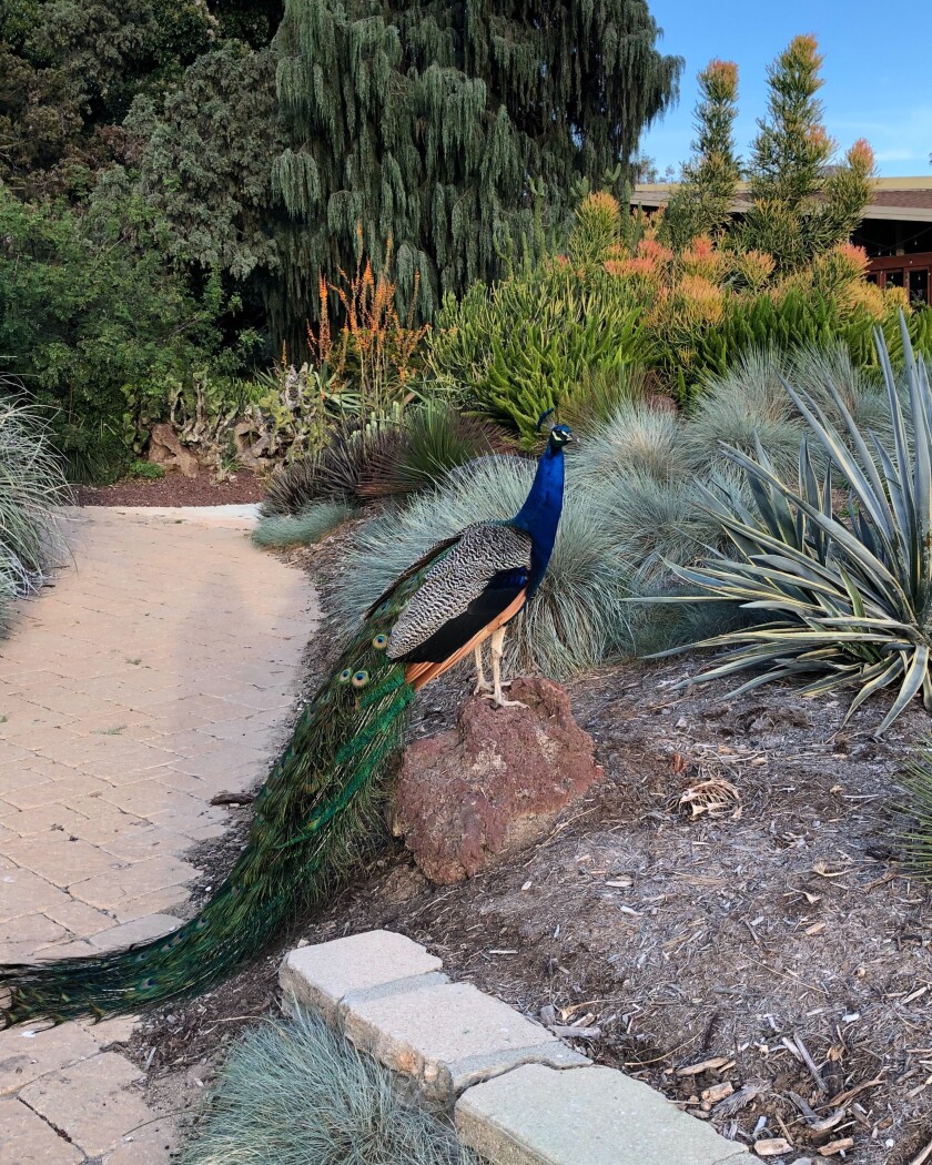A peacock perches on a rock beside a brick pathway through greenery.