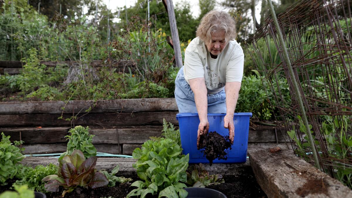 Yvonne Savio spreads coffee grounds into the soil at her garden in Pasadena. Savio will place the filters in the compost bin and spread the grounds in the soil.