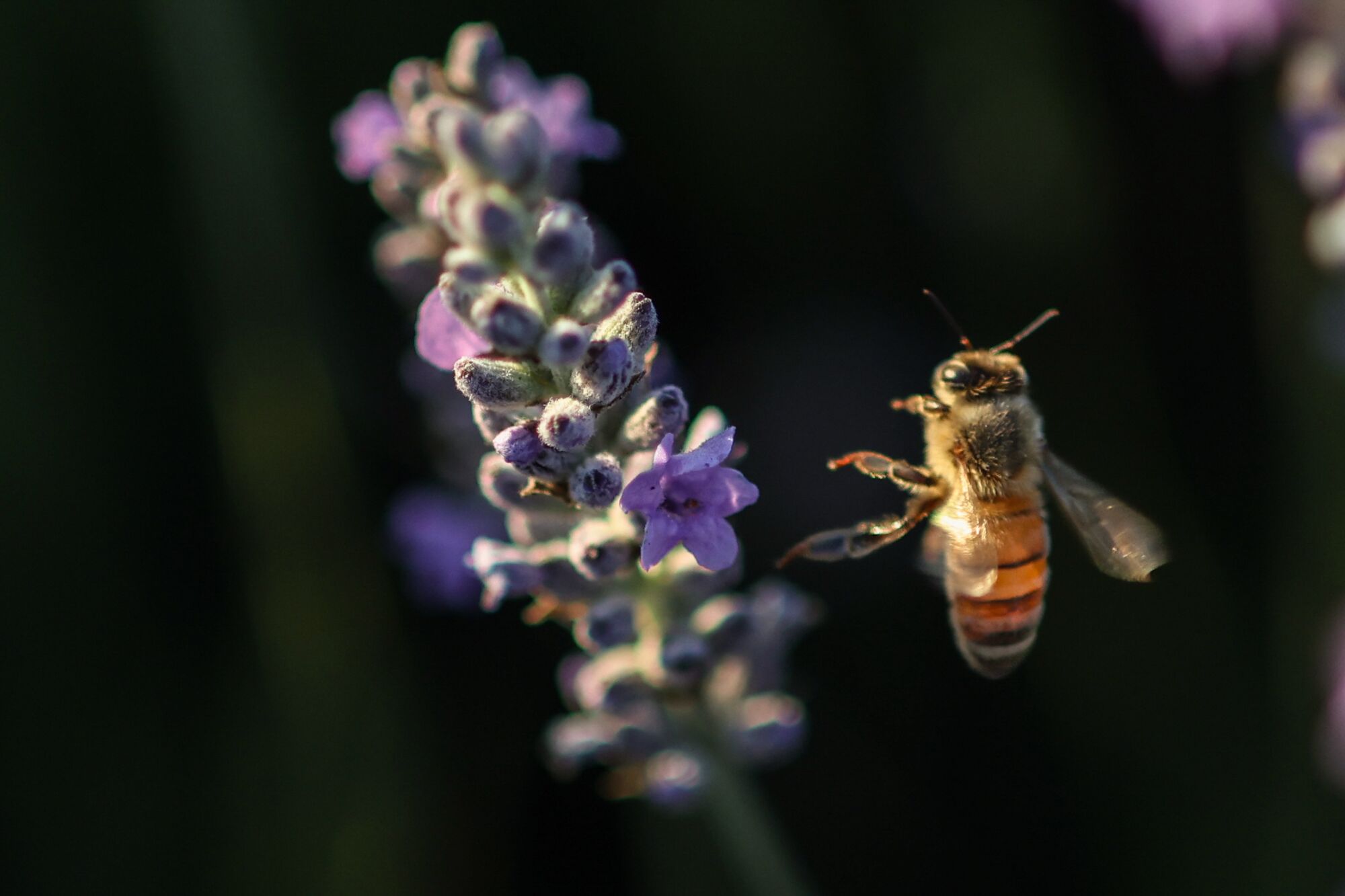 A bee flying close to a lavender flower.