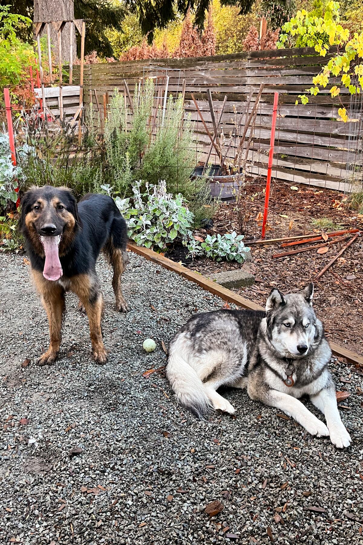 A black and brown dog and a black and white dog in a yard.