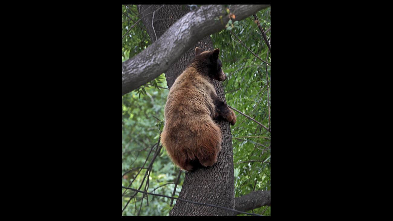 Photo Gallery: Young black bear causes stir in local neighborhood