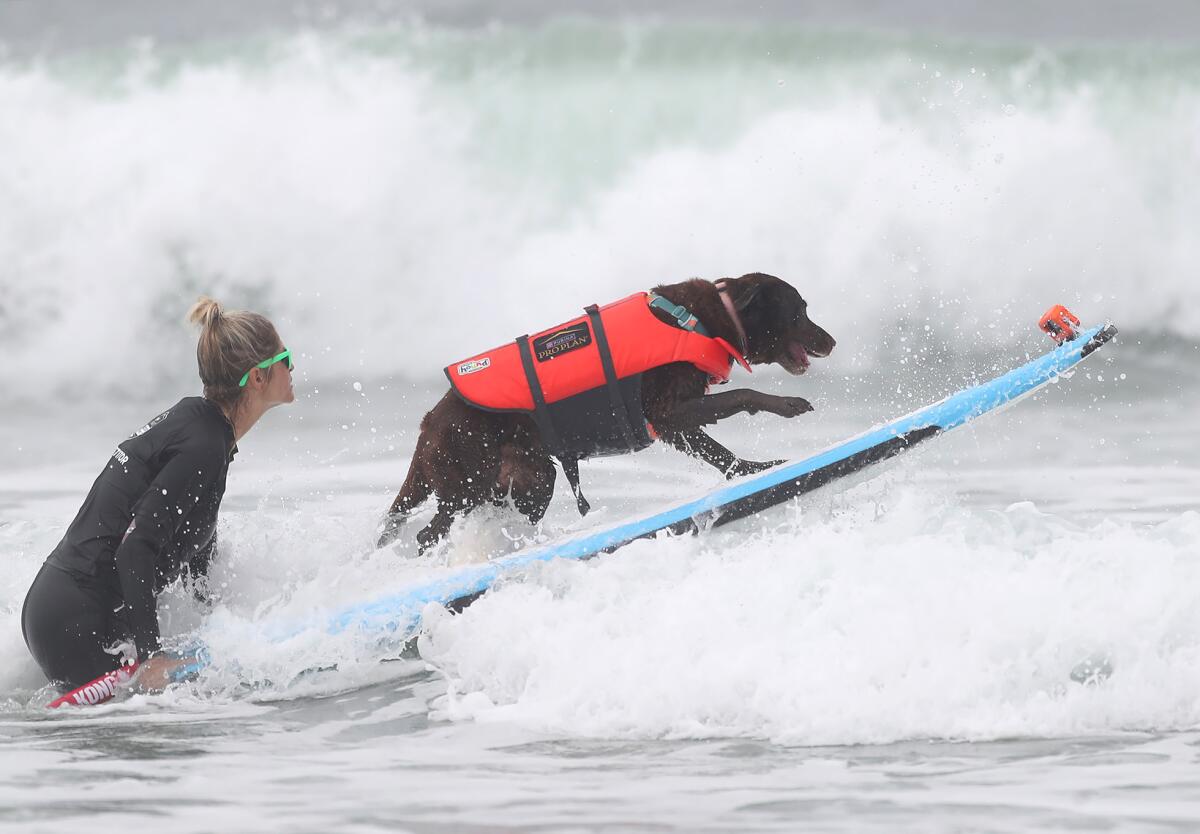 Koa, a chocolate lab, steps to the nose of his board with help from owner Kristina Welsh.