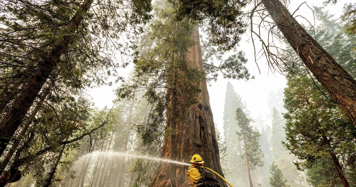 Four guardsmen safe, but giant sequoia burns; cabins threatened