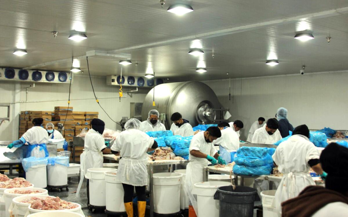 Workers process chicken at a poultry plant.