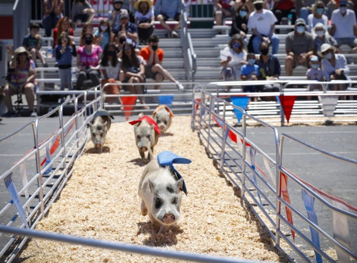 Swifty Swine Racing Pigs
