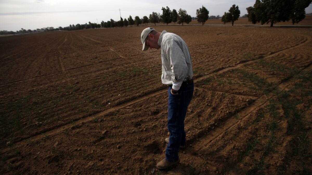 A farmer stands a field on his third-generation family farm in Clovis, Calif. on Jan. 24, 2014.