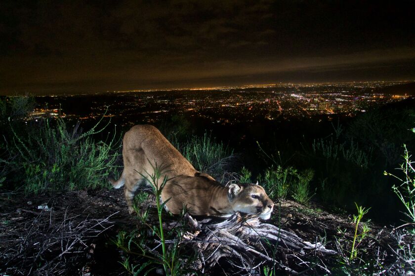 A mountain lion crouches in a wooded area on a hill at night, with city lights in the background.
