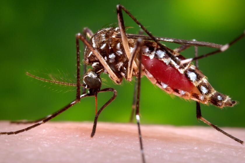 The Aedes aegypti mosquito is the primary transmitter of the Zika virus.