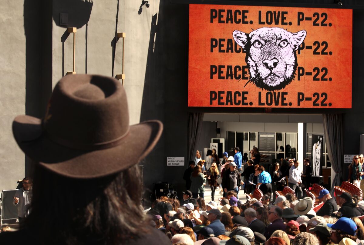 Many people are visible in front of a digital display that says "Peace, Love, P-22." 