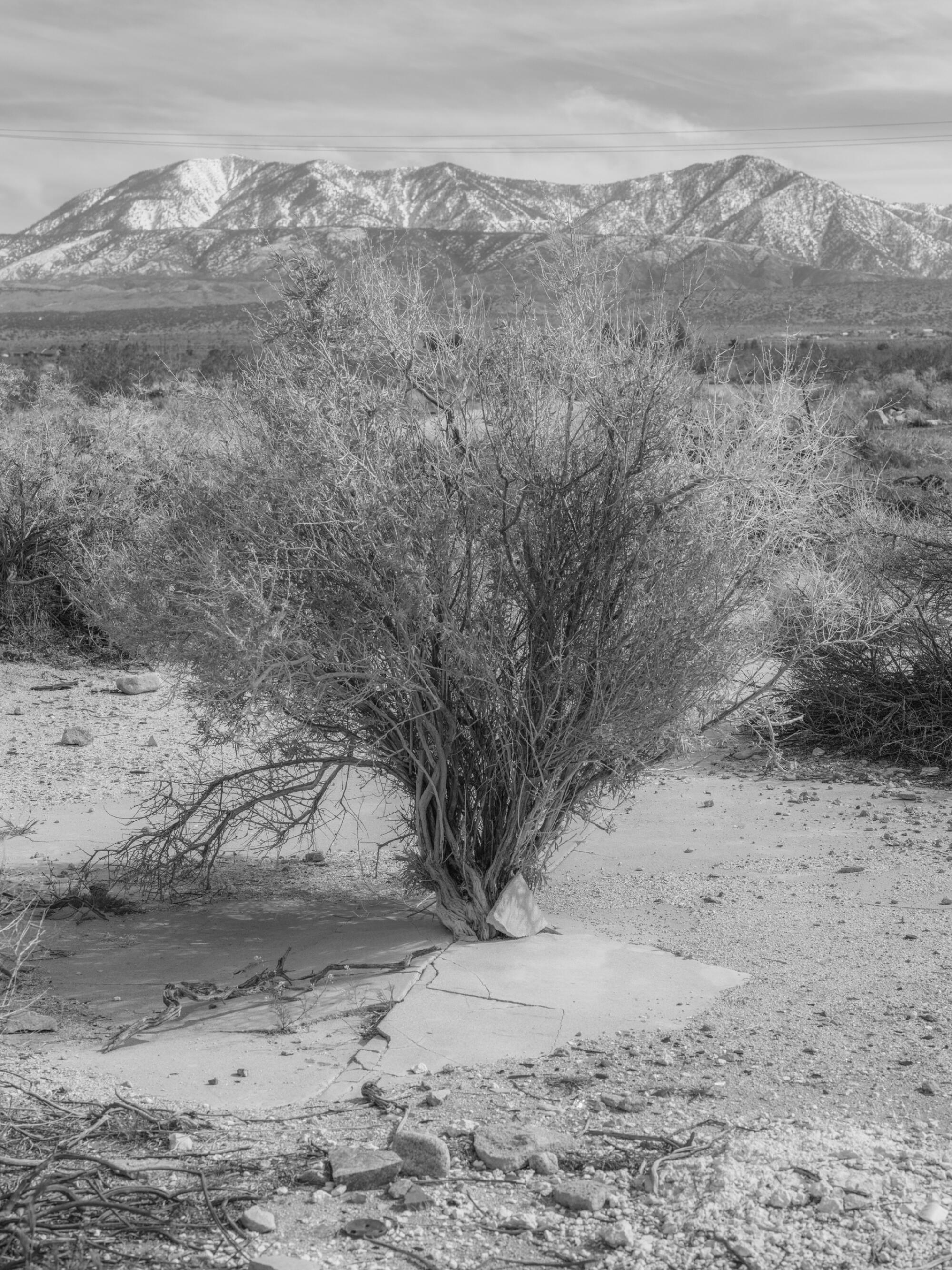 An image of a tree in the desert, the mountains in the background.