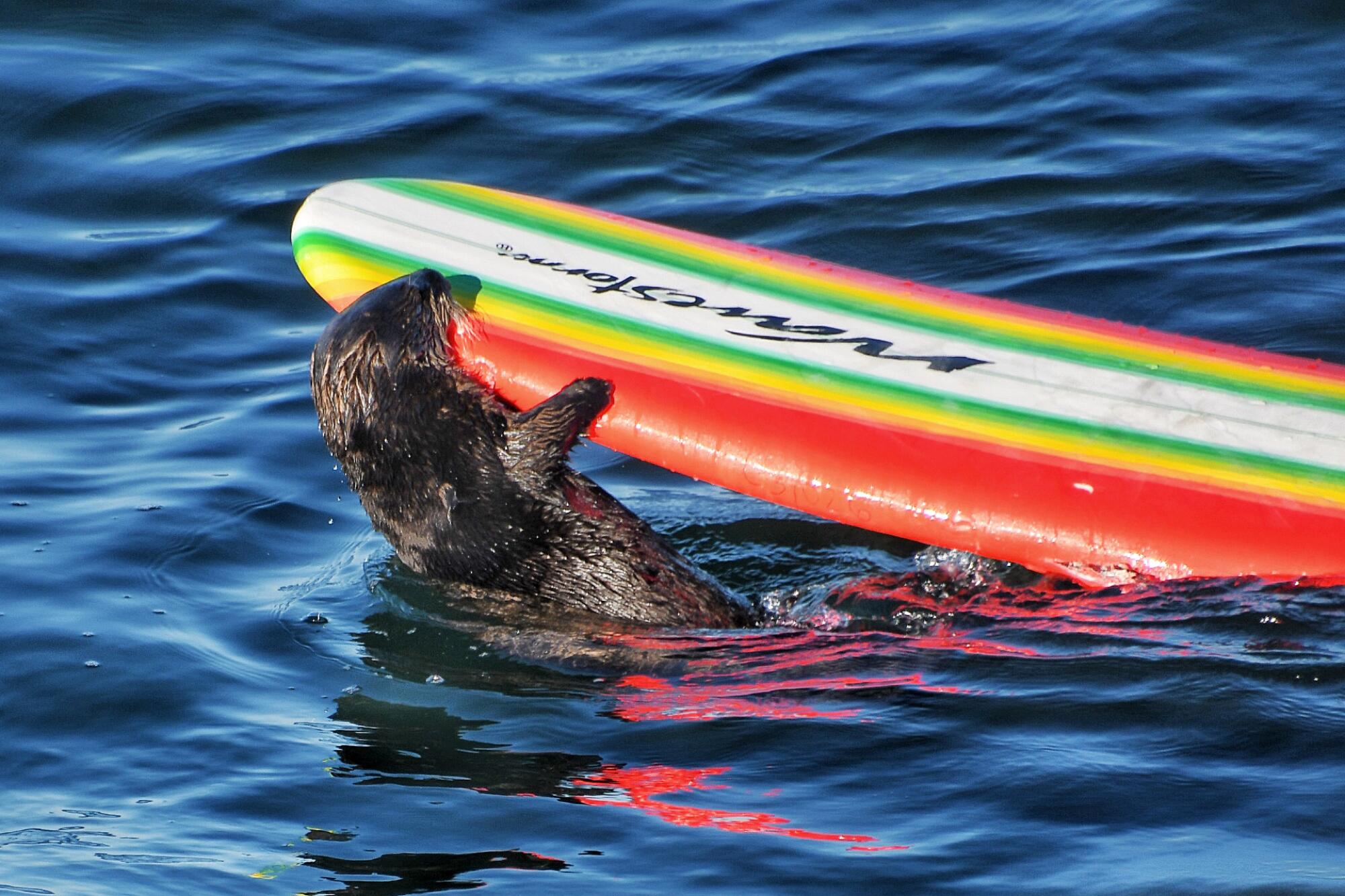 A sea otter bites a brightly colored surfboard.