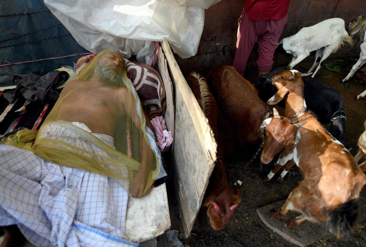 India: An Indian livestock vendor take a nap covered in a mosquito net next to his goats ahead of the Eid al-Adha festival in the old quarters of New Delhi.