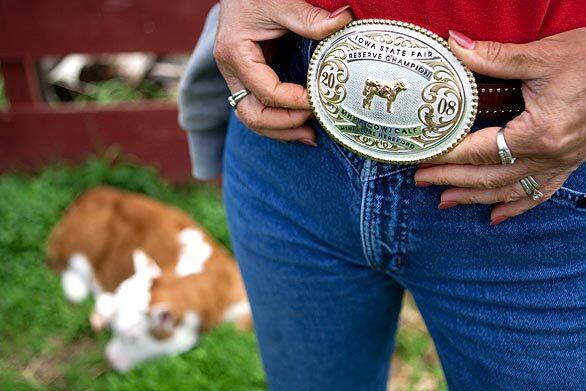 Miniature Herefords