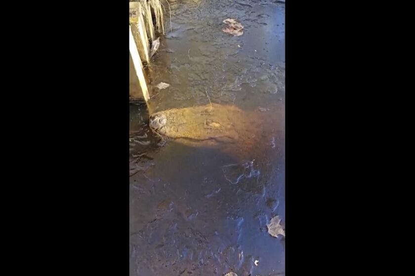 En esta imagen tomada de un video difundido por TMX/The Swamp Park, se puede a ver un caimán bajo el hielo en The Swamp Park, el domingo 21 de enero de 2024, en Ocean Isle Beach, Carolina del Norte. (TMX/The Swamp Park via The AP)