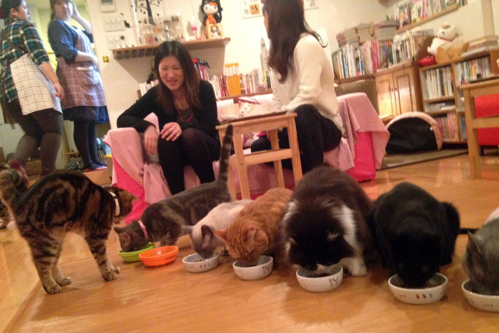 Tokyo animal cafes offer urbanites quality time with pets - Los Angeles