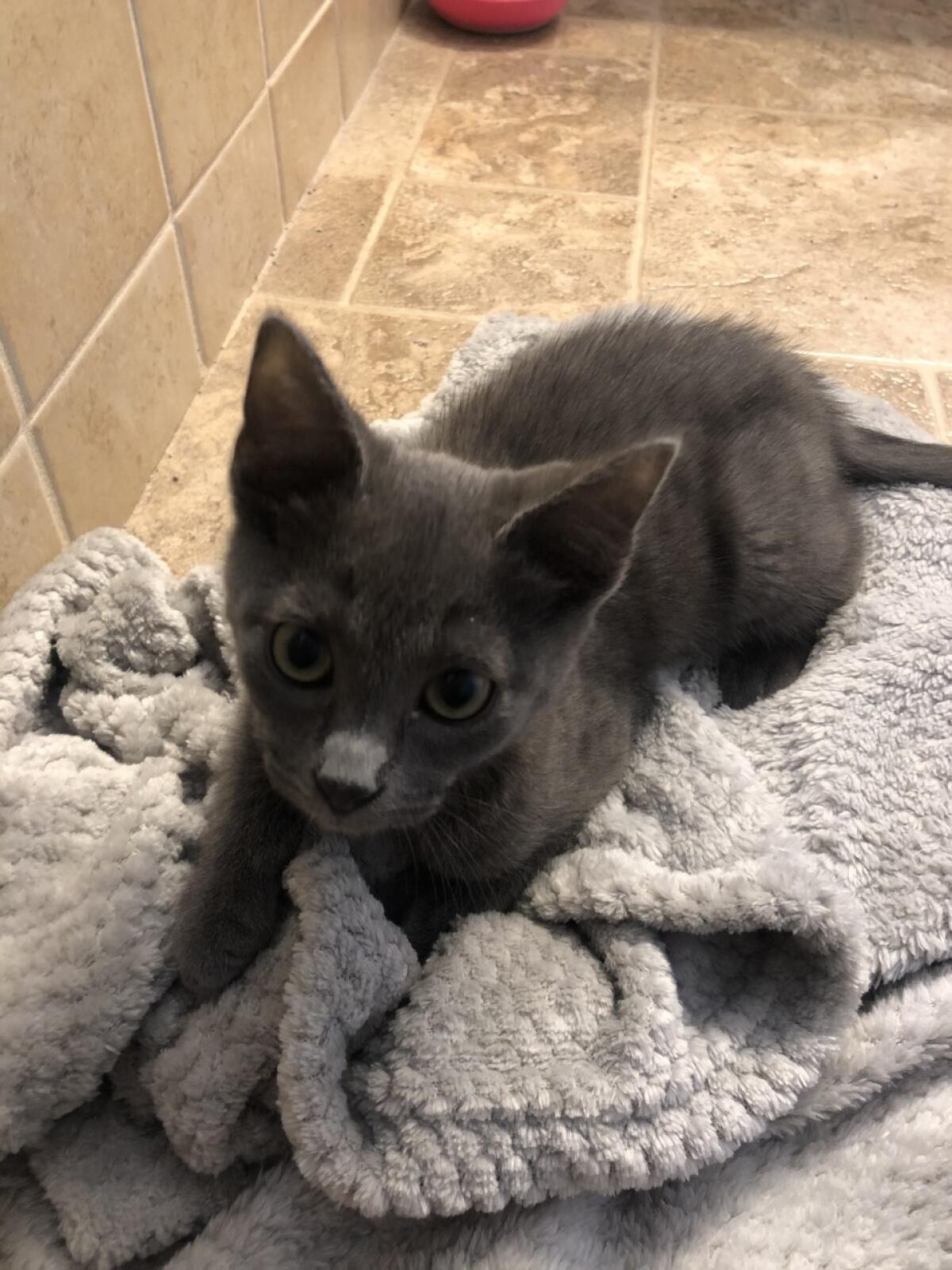 Prince Rambo, a kitten recently adopted at Cat Palace in Pacific Beach by a family