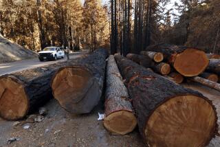 Big Basin Redwoods State Park-Nov. 5, 2020-The Big Basin Redwoods State Park was hit by a wildfire in August that burned roughly 97% of the park's 18,224 acres. Gabe McKenna, left, a State Parks' safety officer and ranger, said that "The initial assessment…showed that a large amount of trees will fall across Highway 236 in the near future if not removed." Many of them are being cut down to prevent danger to visitors. The fire was sparked by lightening. The park contains 4,400 acre of old growth redwood forest and 11,3000 acres of secondary growth. (Carolyn Cole / Los Angeles Times)