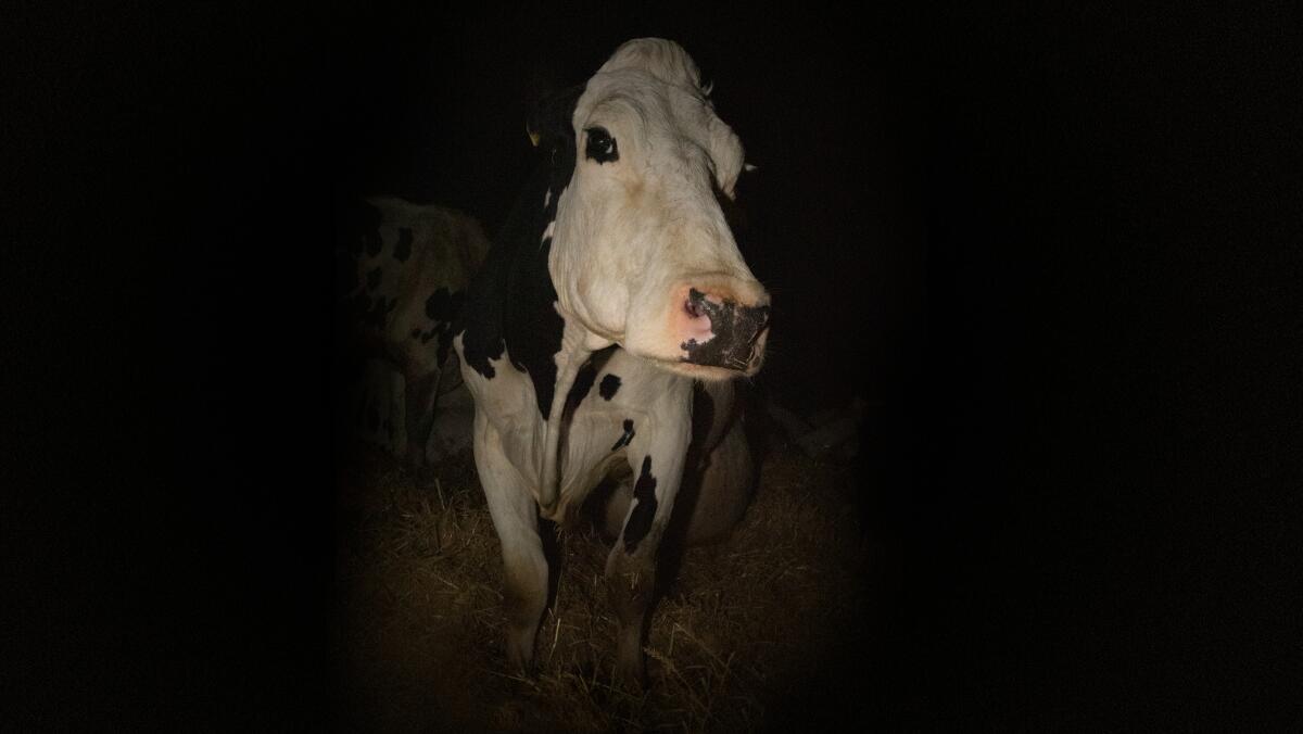 A cow surrounded by darkness in the documentary "Cow."