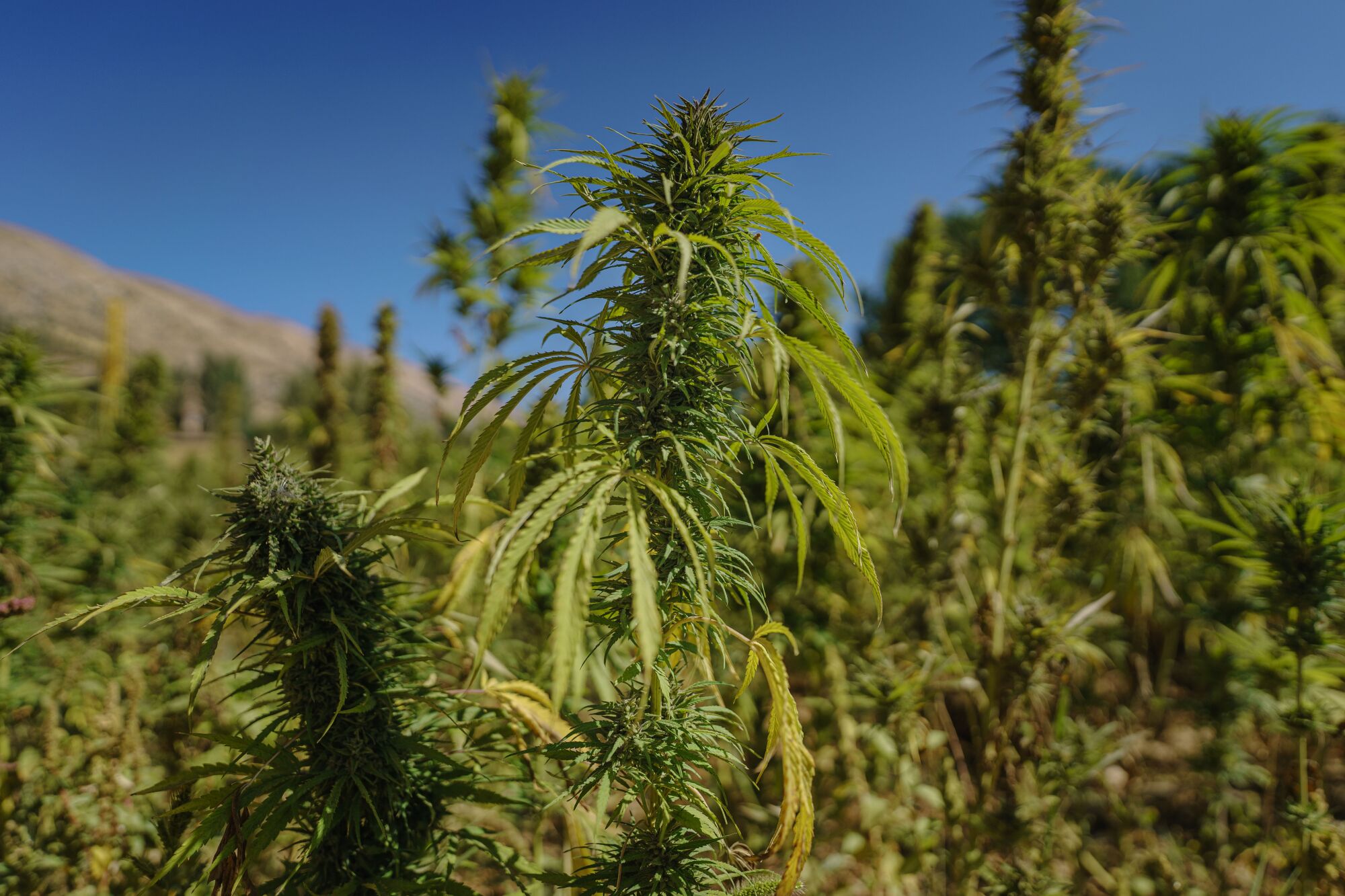 Cannabis plants sit in the sun at a plantation in Yammouneh, Lebanon.