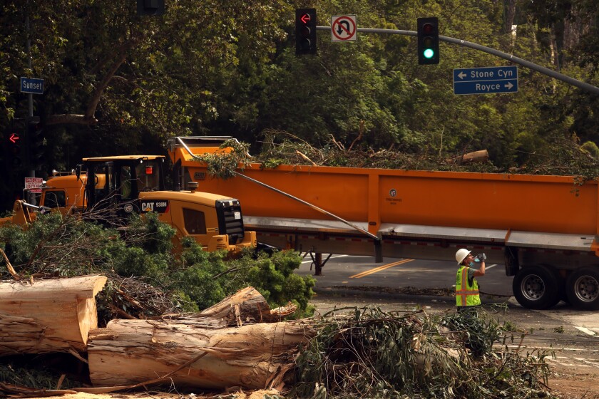 A Public Works Street Services worker drinks water while helping to remove two trees that fell across Sunset Boulevard. 