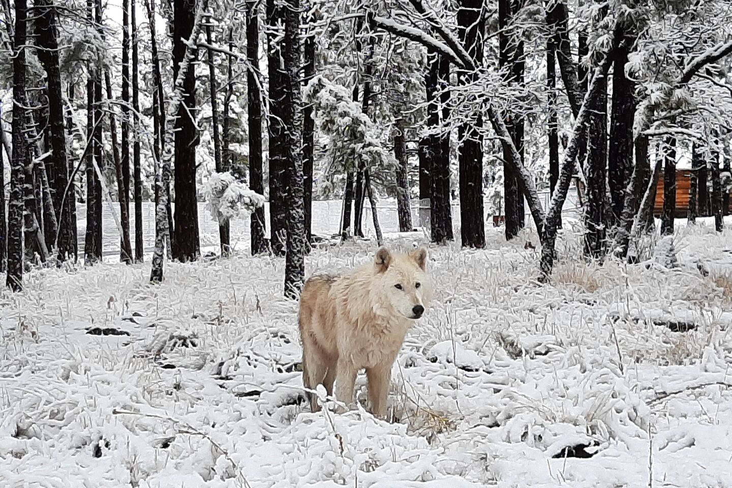 Geronimo the tundra wolf