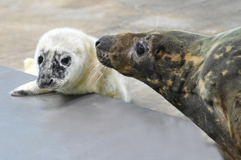 Esta imagen reciente facilitada por el zoológico de Brookfield muestra a un cachorro macho de foca gris y a su madre en el zoológico de Brookfield, Illinois. (Jim Schulz/Brookfield Zoo via AP)