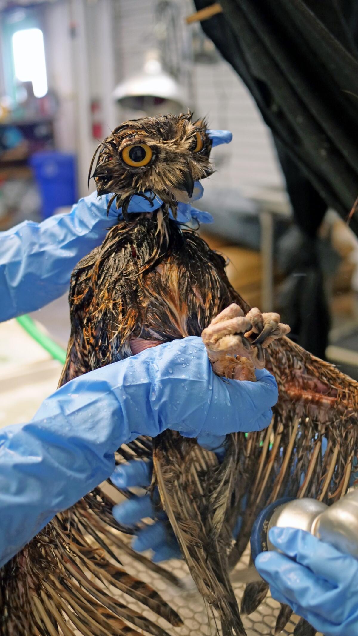 A great horned owl that got caught in a glue trap gets a bath at Huntington Beach's Wetlands and Wildlife Care Center.