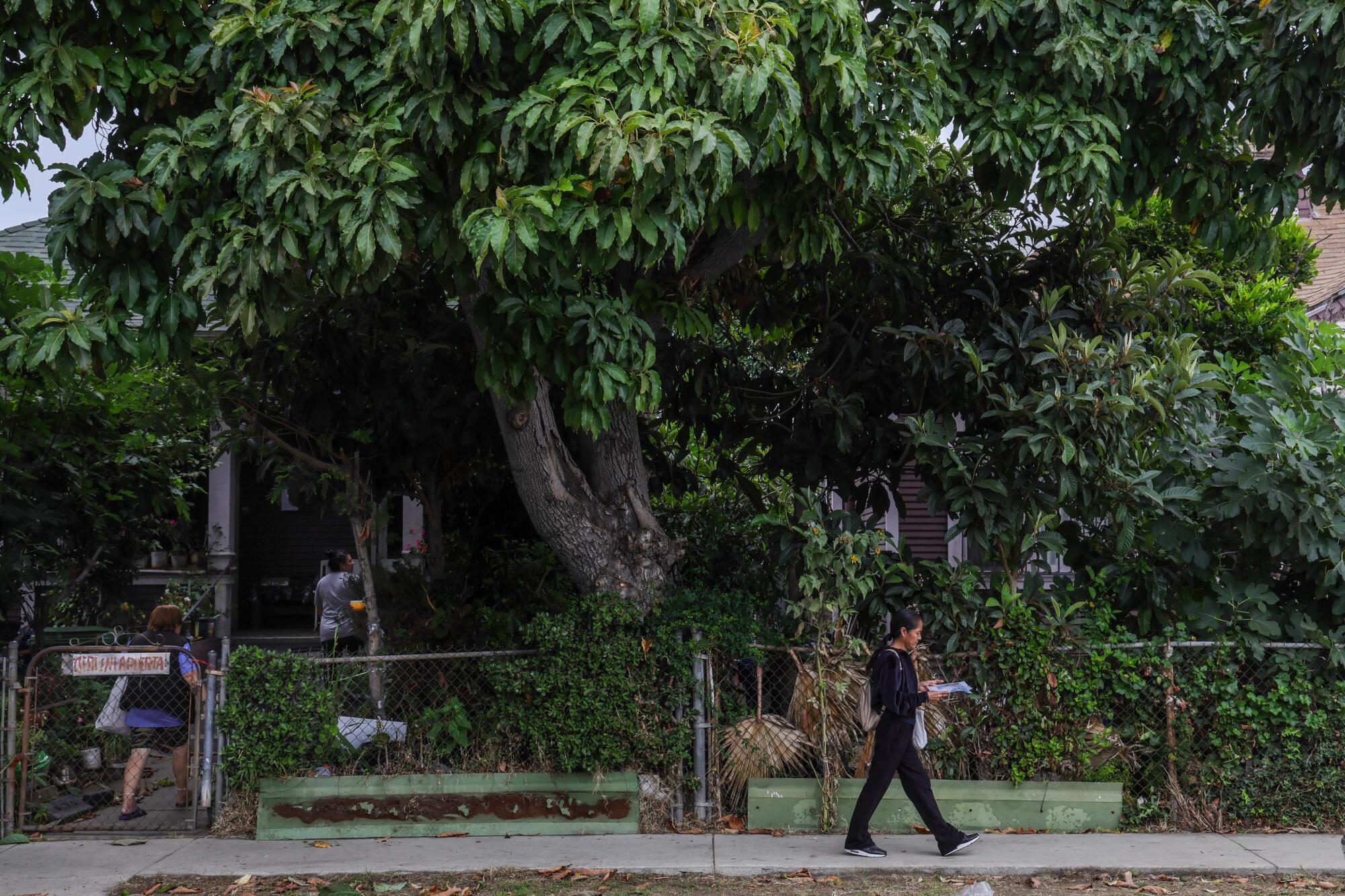 A woman walking under a large tree