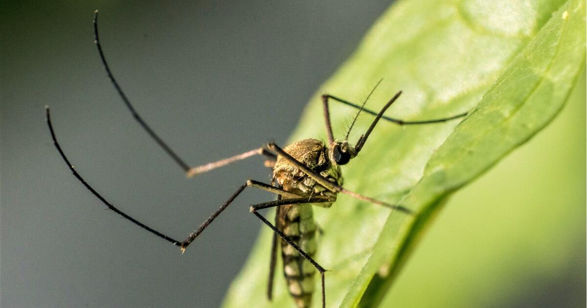 Le Nil occidental tue un homme de Los Angeles au cours de la pire année pour le virus à l’échelle nationale