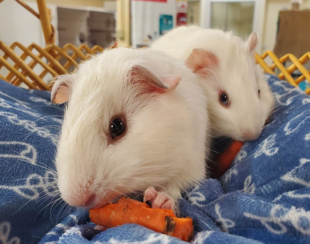 Two guinea pigs, Fuchsia and Peach, seek adoption from San Diego Humane Society, Escondido campus