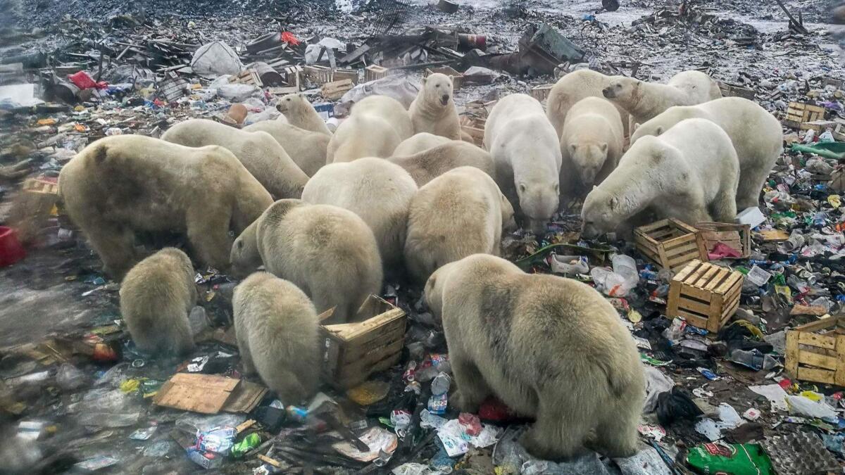 Polar bears feeding at a garbage dump on the remote Russian northern Novaya Zemlya archipelago. Scientists say conflicts with ice-dependent polar bears will increase in the future due to Arctic ice melting and a rise of human presence in the area.