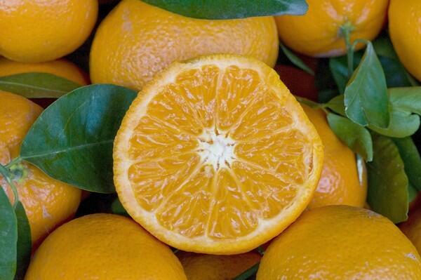 W. Murcott Afourer mandarins