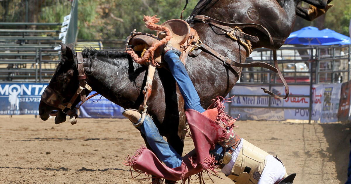 Animal Injuries From Rodeo California rodeo animals face violent and deadly casualties - Los ...