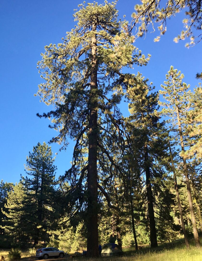 An old-growth pine towers on Pine Mountain, part of the Los Padres National Forest north of Ojai, in Ventura County.