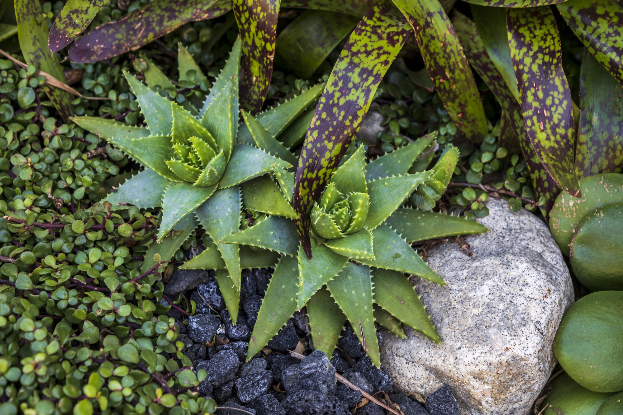 A pair of Aloe brevifolia succulents growing next to a purple-leaved bromeliad and elephant bush (Portulacaria afra)