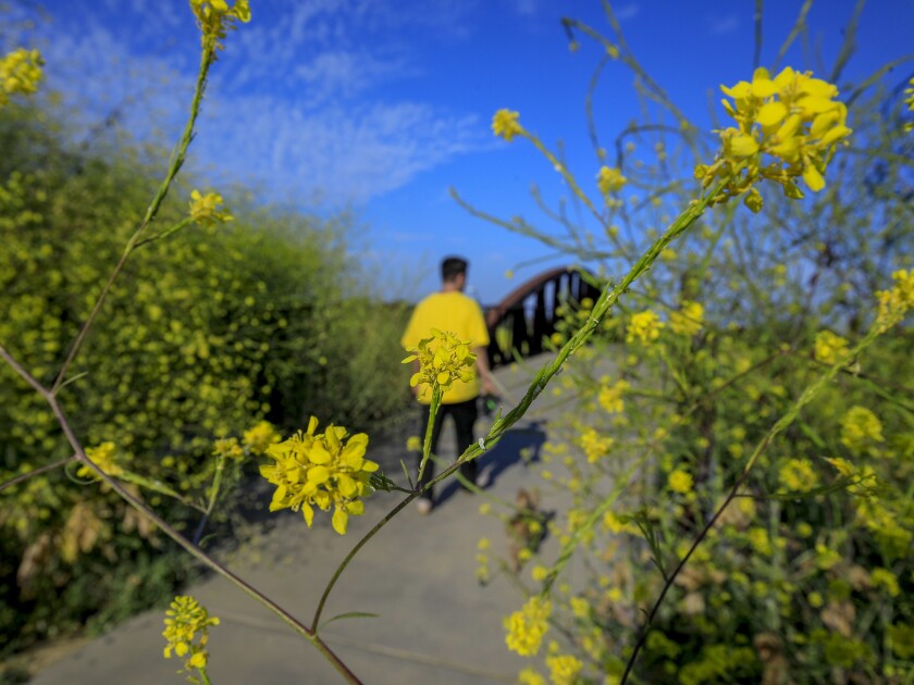  コスタメサのFairview Parkで小道に沿って生えるマスタードと調和する黄色のシャツを着た歩行者の方。