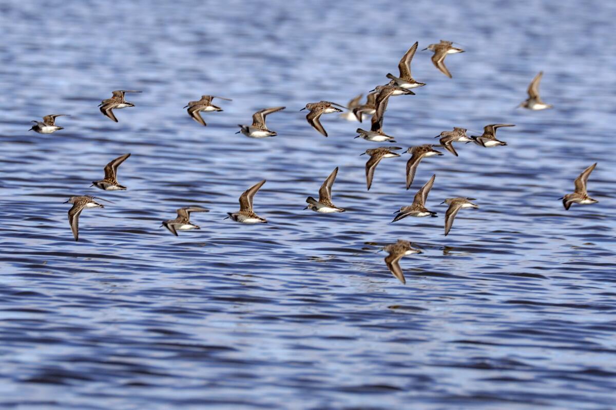 A flock of birds in flight over water