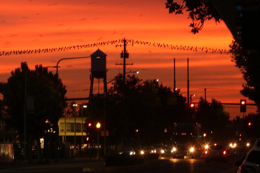 FRESNO, CA - NOVEMBER 17, 2020 - The setting sun makes a dramatic backdrop as commuters make their way home in downtown Fresno on November 17, 2020. (Genaro Molina / Los Angeles Times)