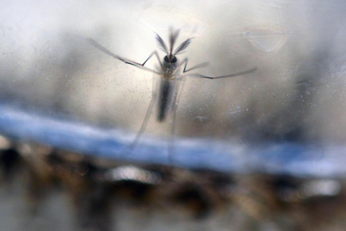 Mosquito larvae shown in a laboratory in El Salvador's Ministry of Health. Health officials confirmed Wednesday that a person in Yolo County had contracted the virus while traveling abroad.