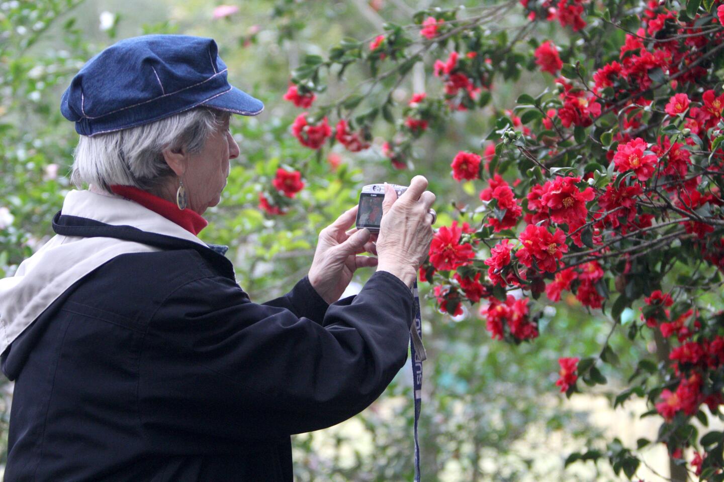 Photo Gallery: Descanso Gardens' Camellia and Tea Festival